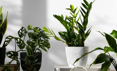 Image-Post-Plants-With-Sleep-Benefits-Cover